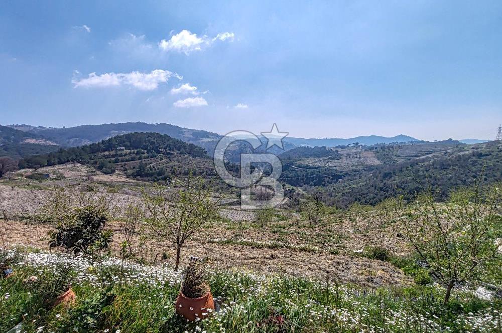 Güzelbahçe/ Kücükkaya ' da Hobi bahçesi/ Zeytinlik