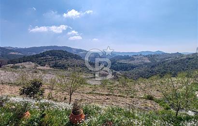 Güzelbahçe/ Kücükkaya ' da Hobi bahçesi/ Zeytinlik