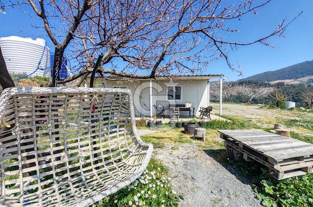 Güzelbahçe/ Kücükkaya ' da Hobi bahçesi/ Zeytinlik