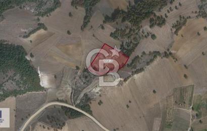 FIRSAT! Akalan'da 10.6 Dönüm Tek Tapu Uygun Fiyatlı Tarla