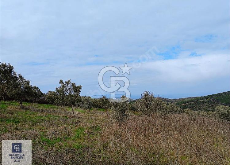 CB CLASS MUDANYA YALIÇİFTLİK TE 4603 M2 DENİZ MANZARALI TARLA