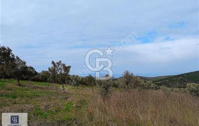 CB CLASS MUDANYA YALIÇİFTLİK TE 4603 M2 DENİZ MANZARALI TARLA