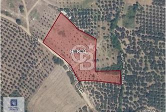 CB CLASS MUDANYA YALIÇİFTLİK TE FIRSAT 6.670 M2 ZEYTİNLİK - 1 - 343347