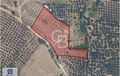 CB CLASS MUDANYA YALIÇİFTLİK TE FIRSAT 6.670 M2 ZEYTİNLİK