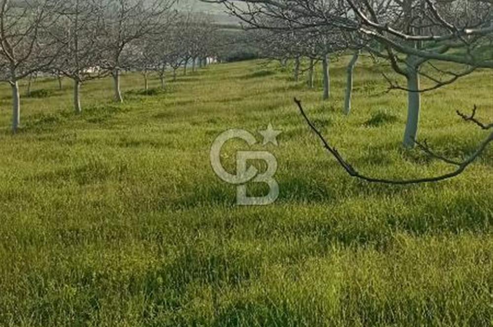  BURSA MUSTAFAKEMALPAŞA ÇÖRDÜK’TE SATILIK VERİMLİ CEVİZ BAHÇESi
