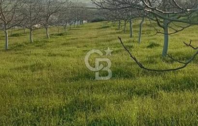  BURSA MUSTAFAKEMALPAŞA ÇÖRDÜK’TE SATILIK VERİMLİ CEVİZ BAHÇESi