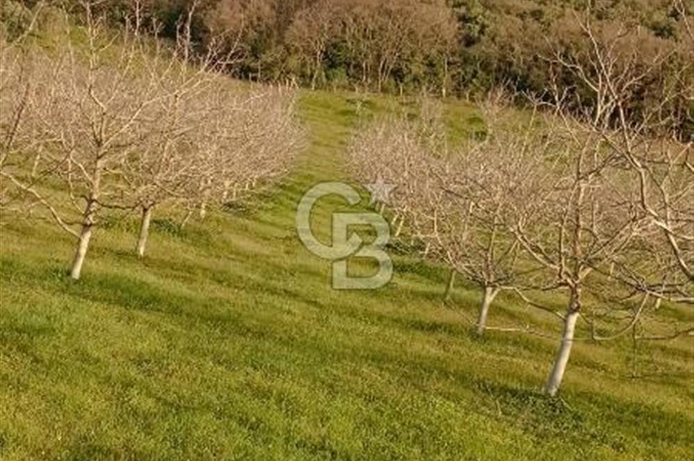  BURSA MUSTAFAKEMALPAŞA ÇÖRDÜK’TE SATILIK VERİMLİ CEVİZ BAHÇESi