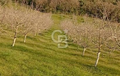  BURSA MUSTAFAKEMALPAŞA ÇÖRDÜK’TE SATILIK VERİMLİ CEVİZ BAHÇESi