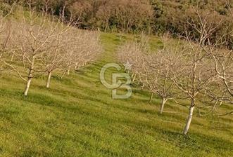  BURSA MUSTAFAKEMALPAŞA ÇÖRDÜK’TE SATILIK VERİMLİ CEVİZ BAHÇESi - 11 - 343442