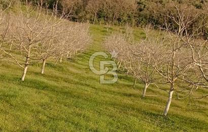  BURSA MUSTAFAKEMALPAŞA ÇÖRDÜK’TE SATILIK VERİMLİ CEVİZ BAHÇESi