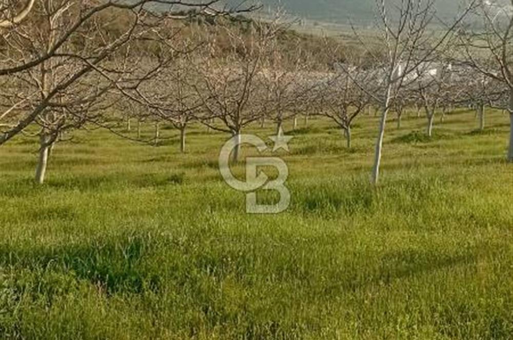  BURSA MUSTAFAKEMALPAŞA ÇÖRDÜK’TE SATILIK VERİMLİ CEVİZ BAHÇESi