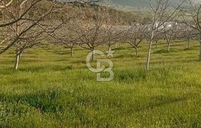  BURSA MUSTAFAKEMALPAŞA ÇÖRDÜK’TE SATILIK VERİMLİ CEVİZ BAHÇESi