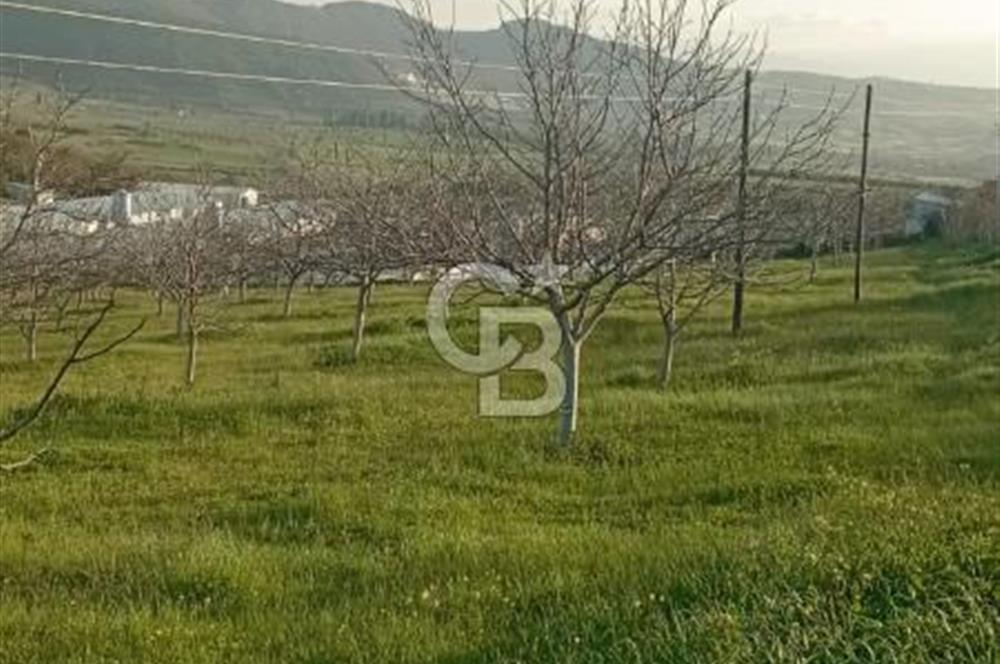  BURSA MUSTAFAKEMALPAŞA ÇÖRDÜK’TE SATILIK VERİMLİ CEVİZ BAHÇESi