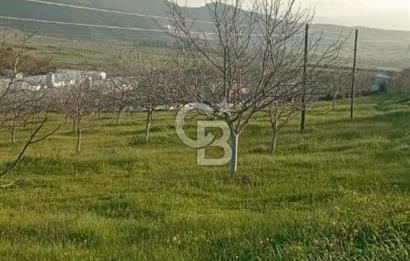  BURSA MUSTAFAKEMALPAŞA ÇÖRDÜK’TE SATILIK VERİMLİ CEVİZ BAHÇESi