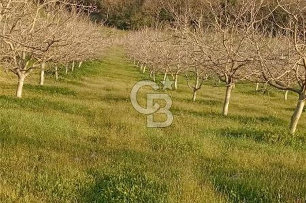  BURSA MUSTAFAKEMALPAŞA ÇÖRDÜK’TE SATILIK VERİMLİ CEVİZ BAHÇESi