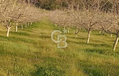  BURSA MUSTAFAKEMALPAŞA ÇÖRDÜK’TE SATILIK VERİMLİ CEVİZ BAHÇESi