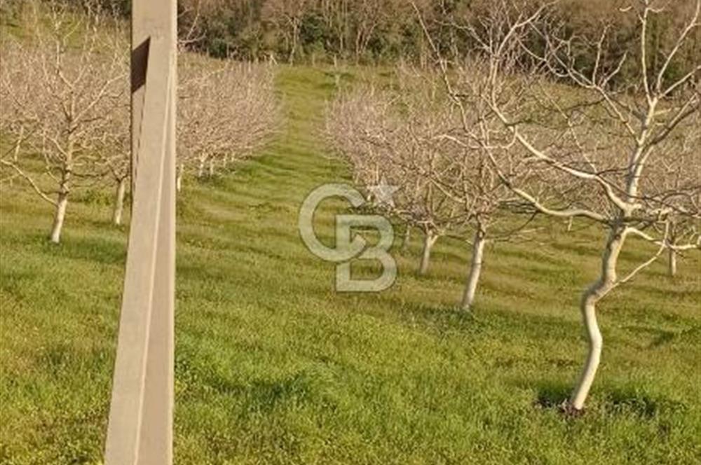  BURSA MUSTAFAKEMALPAŞA ÇÖRDÜK’TE SATILIK VERİMLİ CEVİZ BAHÇESi