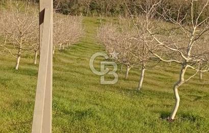  BURSA MUSTAFAKEMALPAŞA ÇÖRDÜK’TE SATILIK VERİMLİ CEVİZ BAHÇESi