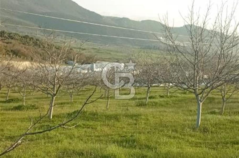  BURSA MUSTAFAKEMALPAŞA ÇÖRDÜK’TE SATILIK VERİMLİ CEVİZ BAHÇESi