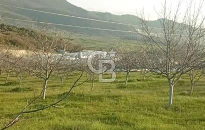  BURSA MUSTAFAKEMALPAŞA ÇÖRDÜK’TE SATILIK VERİMLİ CEVİZ BAHÇESi