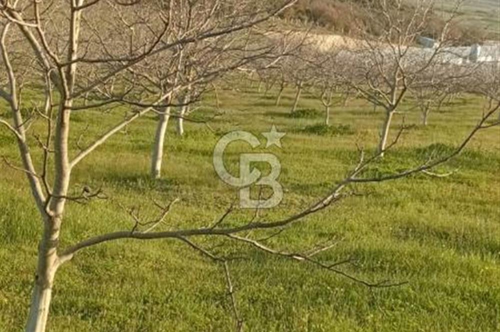  BURSA MUSTAFAKEMALPAŞA ÇÖRDÜK’TE SATILIK VERİMLİ CEVİZ BAHÇESi