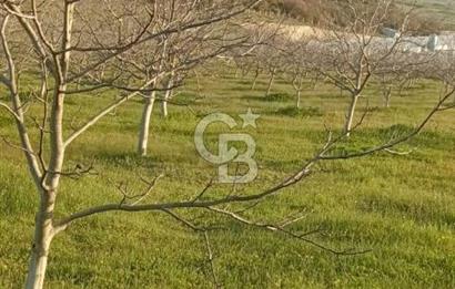  BURSA MUSTAFAKEMALPAŞA ÇÖRDÜK’TE SATILIK VERİMLİ CEVİZ BAHÇESi
