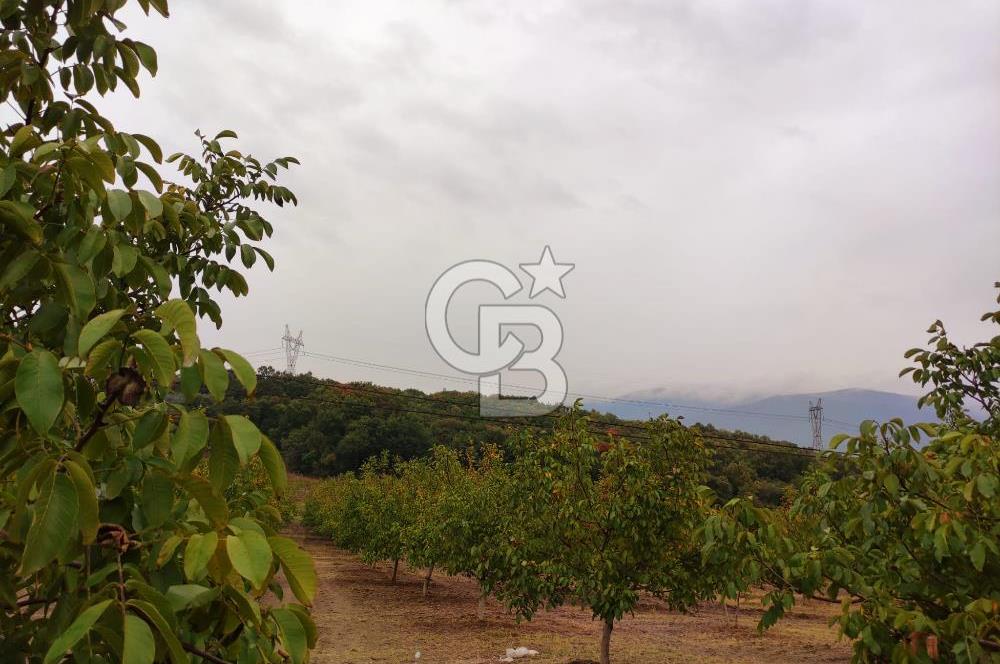  BURSA MUSTAFAKEMALPAŞA ÇÖRDÜK’TE SATILIK VERİMLİ CEVİZ BAHÇESi