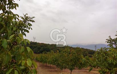  BURSA MUSTAFAKEMALPAŞA ÇÖRDÜK’TE SATILIK VERİMLİ CEVİZ BAHÇESi