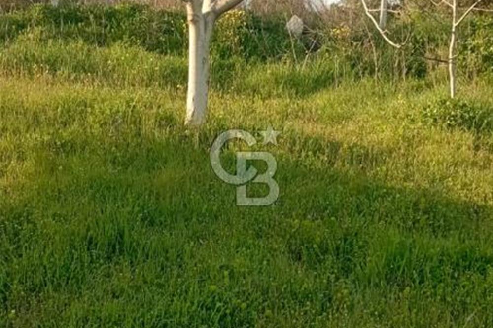  BURSA MUSTAFAKEMALPAŞA ÇÖRDÜK’TE SATILIK VERİMLİ CEVİZ BAHÇESi