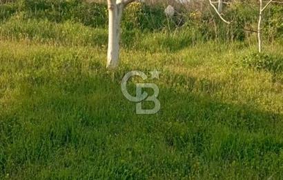  BURSA MUSTAFAKEMALPAŞA ÇÖRDÜK’TE SATILIK VERİMLİ CEVİZ BAHÇESi