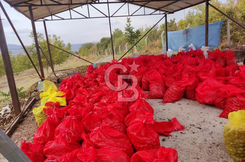  BURSA MUSTAFAKEMALPAŞA ÇÖRDÜK’TE SATILIK VERİMLİ CEVİZ BAHÇESi