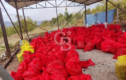  BURSA MUSTAFAKEMALPAŞA ÇÖRDÜK’TE SATILIK VERİMLİ CEVİZ BAHÇESi