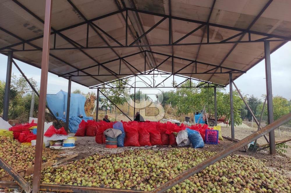  BURSA MUSTAFAKEMALPAŞA ÇÖRDÜK’TE SATILIK VERİMLİ CEVİZ BAHÇESi