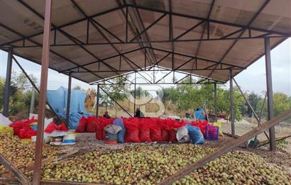  BURSA MUSTAFAKEMALPAŞA ÇÖRDÜK’TE SATILIK VERİMLİ CEVİZ BAHÇESi