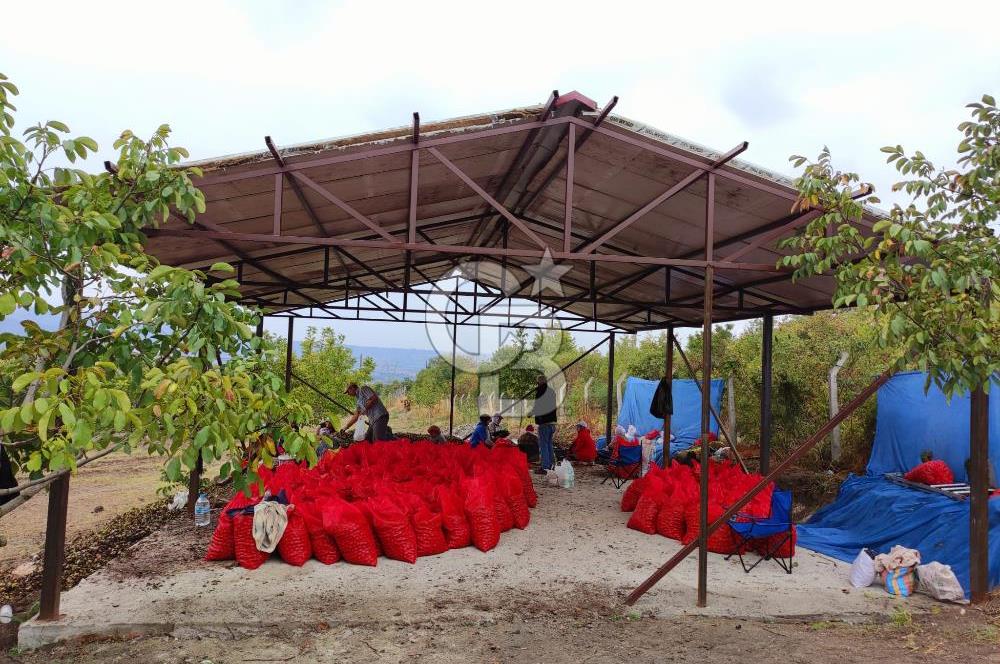  BURSA MUSTAFAKEMALPAŞA ÇÖRDÜK’TE SATILIK VERİMLİ CEVİZ BAHÇESi