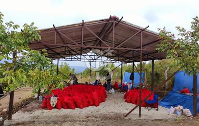  BURSA MUSTAFAKEMALPAŞA ÇÖRDÜK’TE SATILIK VERİMLİ CEVİZ BAHÇESi