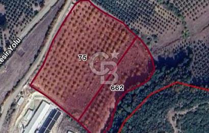  BURSA MUSTAFAKEMALPAŞA ÇÖRDÜK’TE SATILIK VERİMLİ CEVİZ BAHÇESi