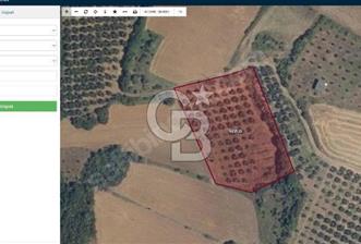 CB CLASS ZEYTINLIK 4841 M2 - 2 - 343431