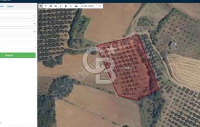 CB CLASS ZEYTINLIK 4841 M2