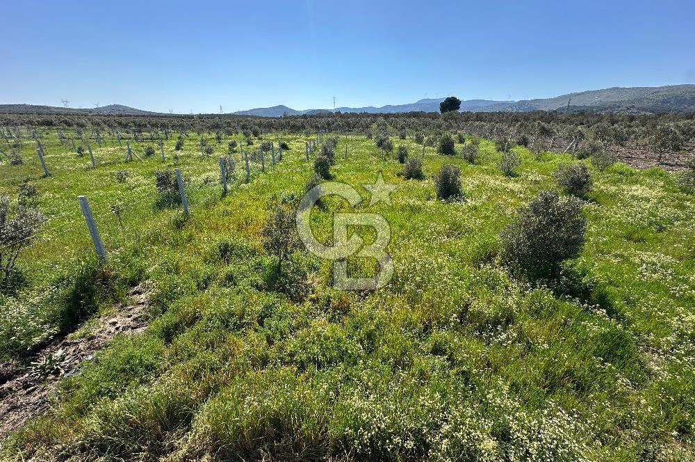İZMİR DİKİLİ'DE 267 M2 TARLA