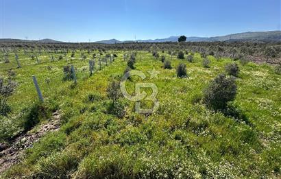 İZMİR DİKİLİ'DE 267 M2 TARLA
