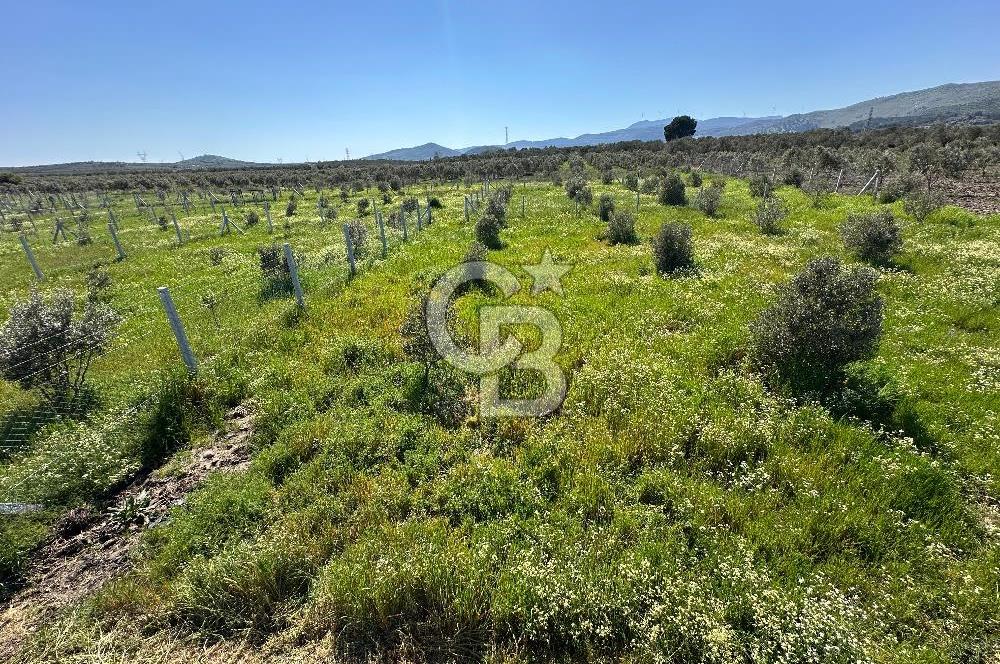 İZMİR DİKİLİ'DE 267 M2 TARLA