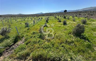İZMİR DİKİLİ'DE 267 M2 TARLA