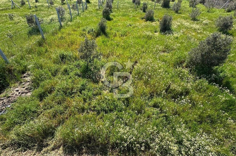 İZMİR DİKİLİ'DE 267 M2 TARLA