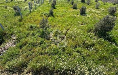 İZMİR DİKİLİ'DE 267 M2 TARLA
