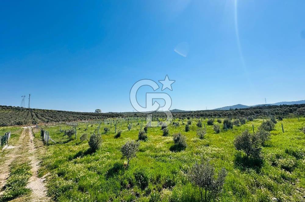 İZMİR DİKİLİ'DE 267 M2 TARLA