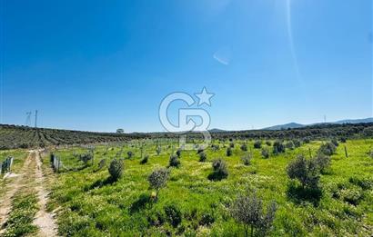 İZMİR DİKİLİ'DE 267 M2 TARLA