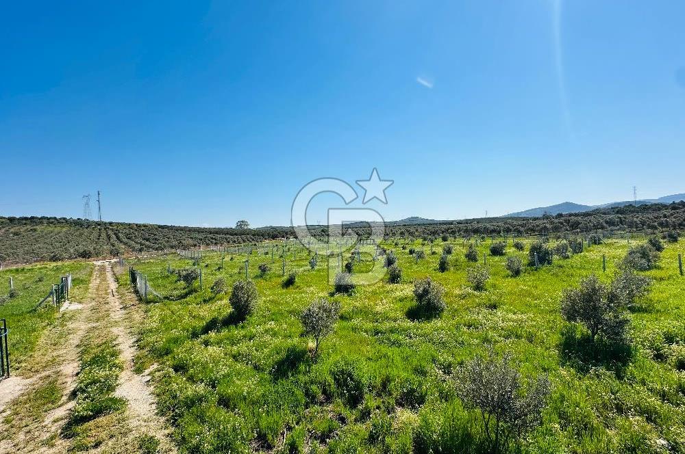 İZMİR DİKİLİ'DE 267 M2 TARLA