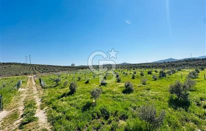 İZMİR DİKİLİ'DE 267 M2 TARLA