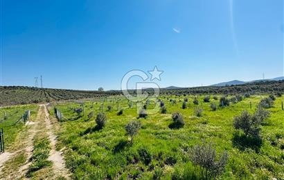İZMİR DİKİLİ'DE 267 M2 TARLA